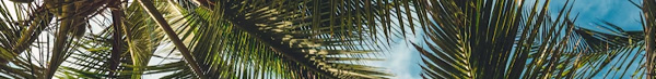 palm fronds and sky